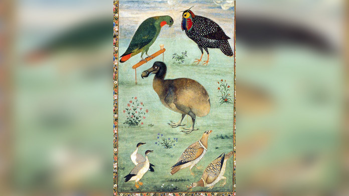 image of Dodo